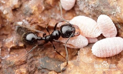 蚂蚁怎么运粮食