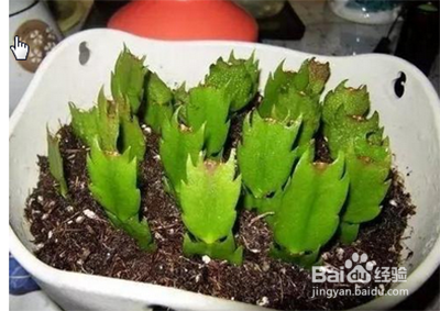 缓苗期如何浇水