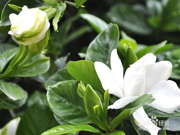 栀子花掉花苞怎么办