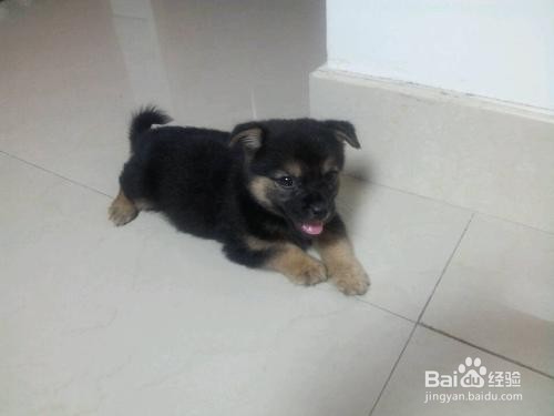 怎么分辨小狼狗和土狗