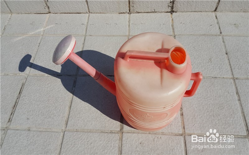 我为什么爱养花