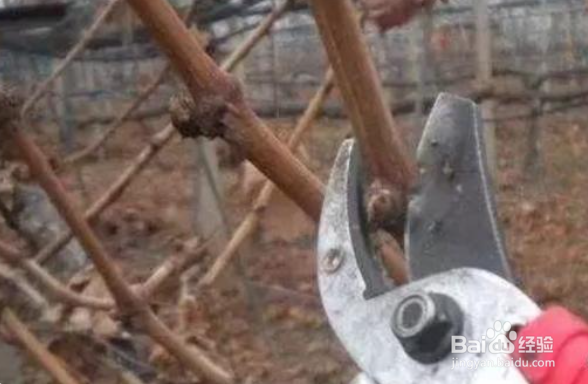 新栽的葡萄苗第一年怎么管理