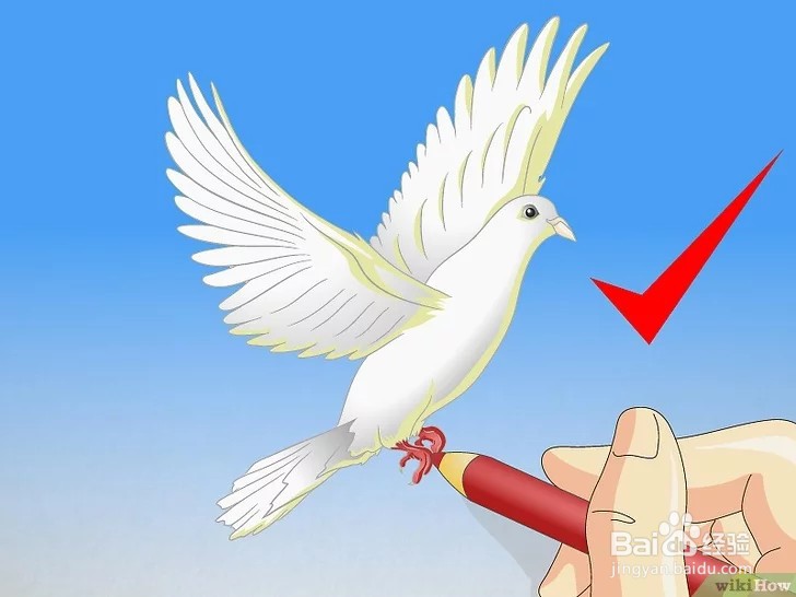 怎么画一只鸽子