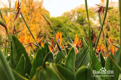 鹤望兰如何养护开的好？