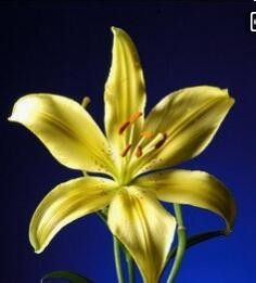 如何清洗百合花粉 百度经验 如何清洗百合花粉 百度经验