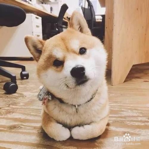 怎么判断狗狗受惊吓了