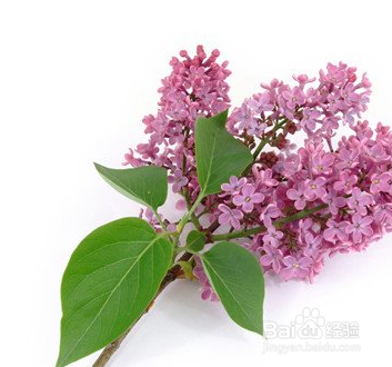 丁香花家庭忌讳(丁香花家庭忌讳什么)