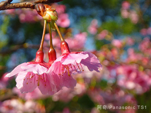 花季物语！小DC照样拍出好照片之实战篇