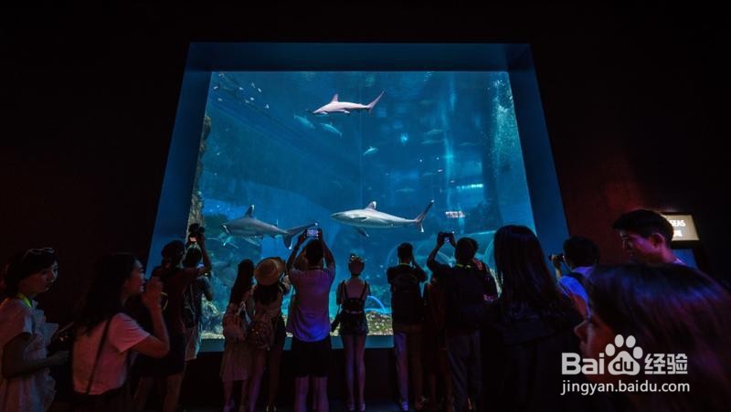 新加坡旅游简记19