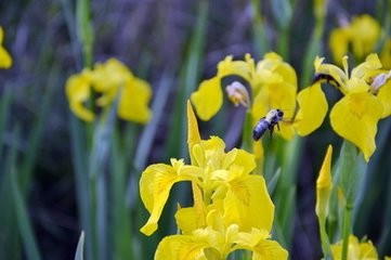 如何延长三色堇花期
