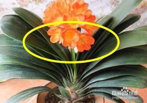 家里养这五种植物提神还能旺财!