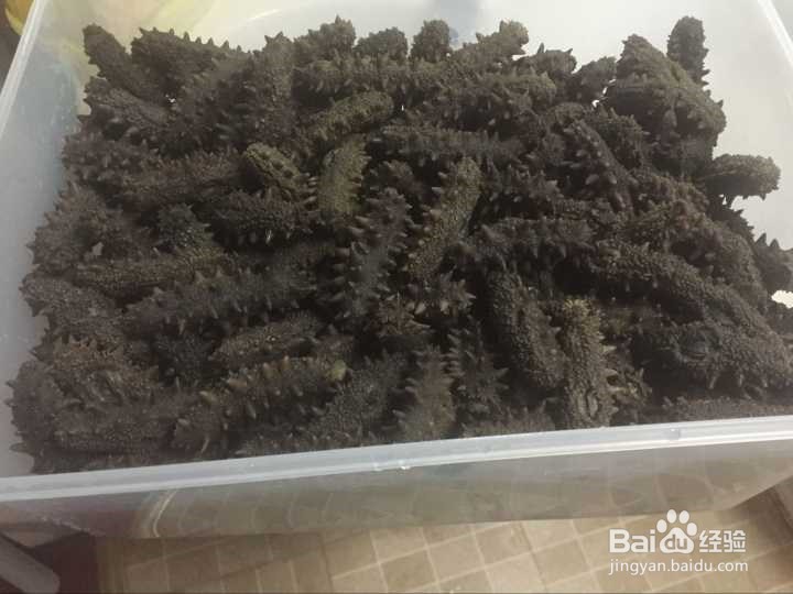海参价格上涨的因素