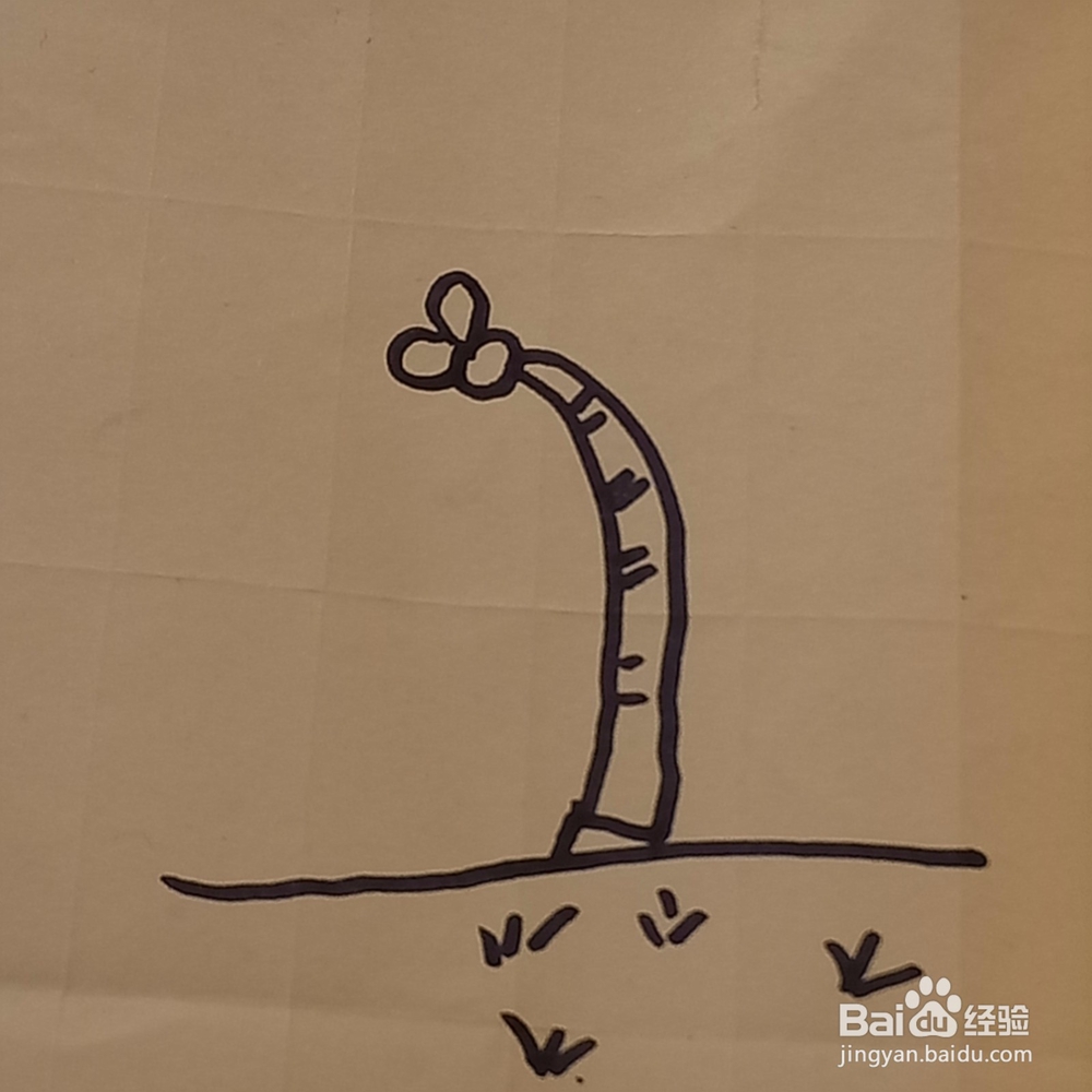 成熟的椰子树儿童简笔画