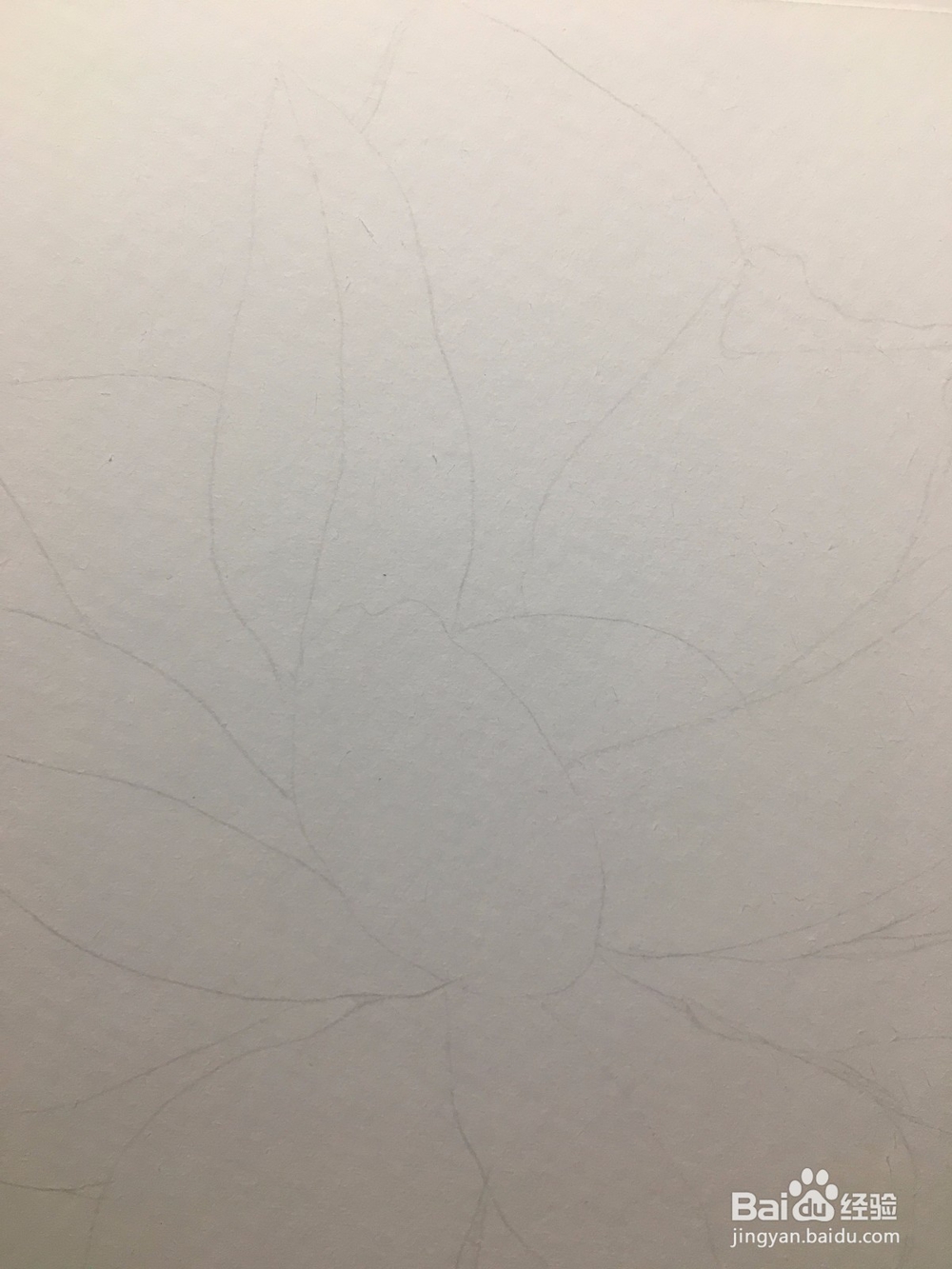手绘画一朵荷花的彩铅画 莲花铅笔画
