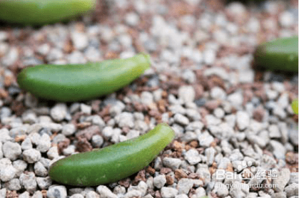 如何给多肉进行叶插繁殖