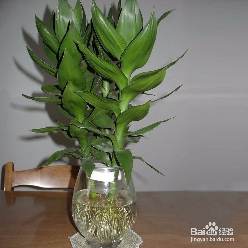 水培富贵竹应该注意哪些问题？