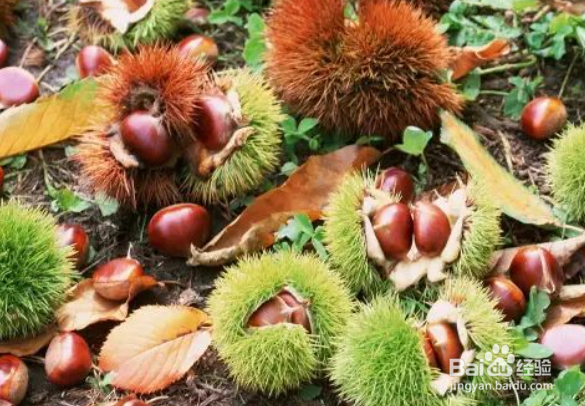 板栗冷藏还是冷冻