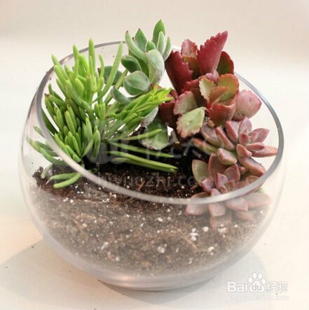 自己打造多肉植物景观
