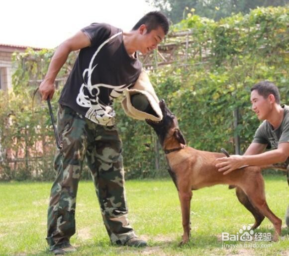 训犬师资格证怎么考