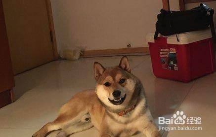 怎么确定是胡麻柴犬 百度经验 怎么确定是胡麻柴犬 百度经验