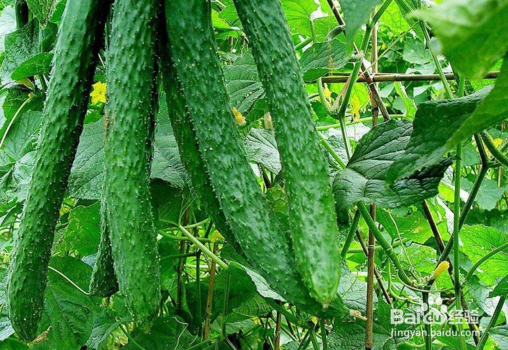 黄瓜白粉病的原因及防治方法