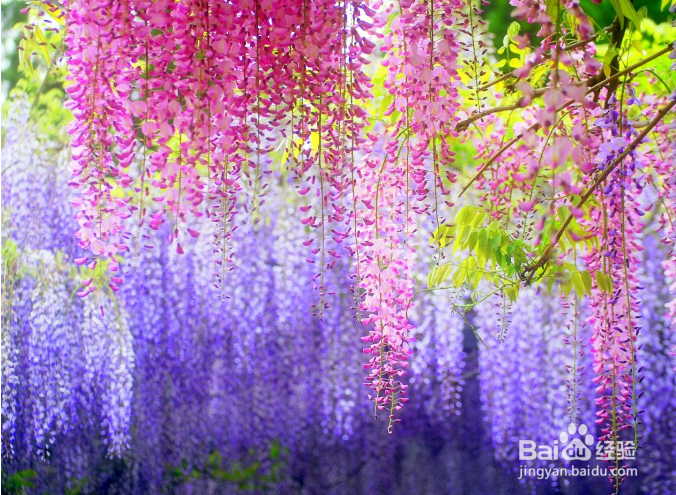 紫藤不开花的原因
