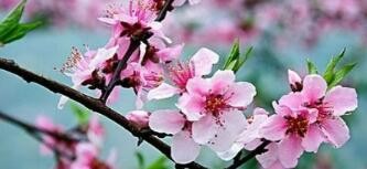 春天的桃花怎么描述