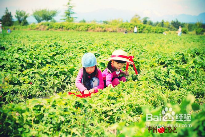 温哥华田园风情草莓采摘(组图)