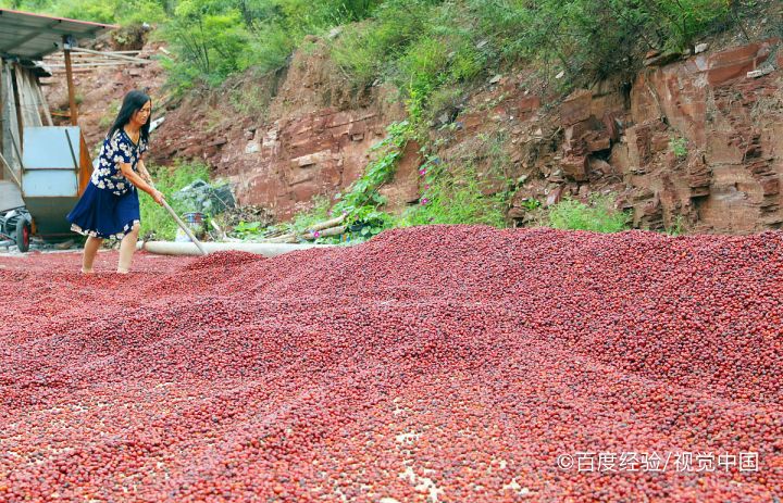 孕期、坐月子能吃酸枣吗
