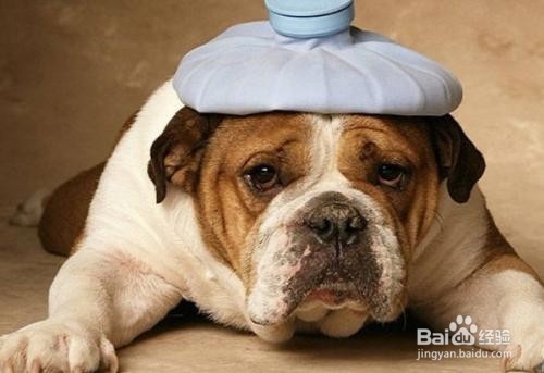 导致犬肠便秘症的原因有哪些 百度经验