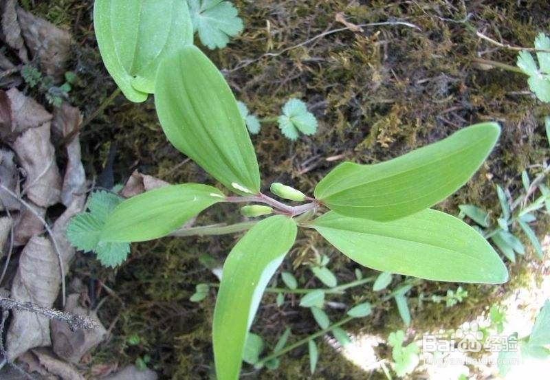 玉竹苗怎么培植