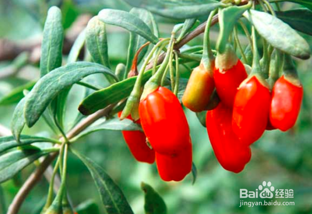 枸杞树叶子发白怎么治疗