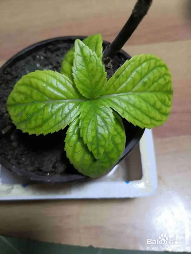 盆栽薄荷发黄还烂根？5招搞定