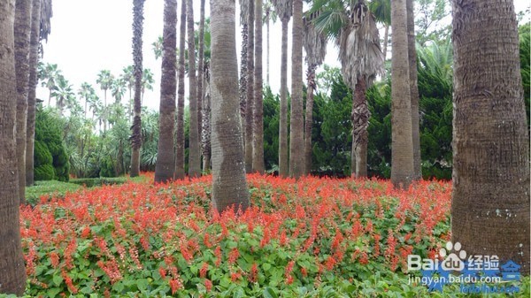超详细的济州岛自由行攻略,完美的四天三晚