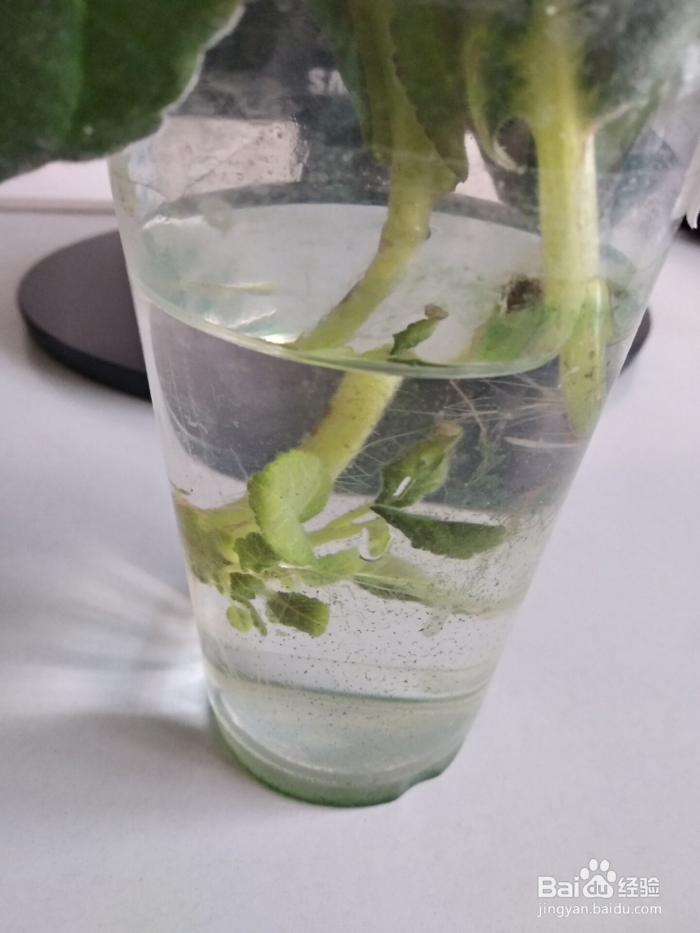 大岩桐的叶插繁殖