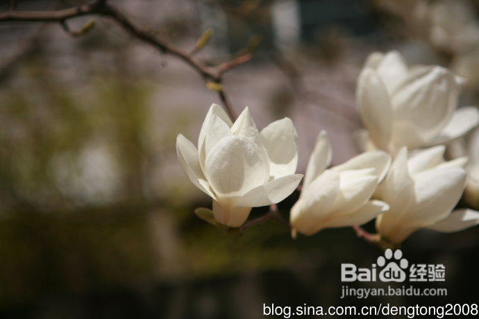 朝阳公园寻春的小孩