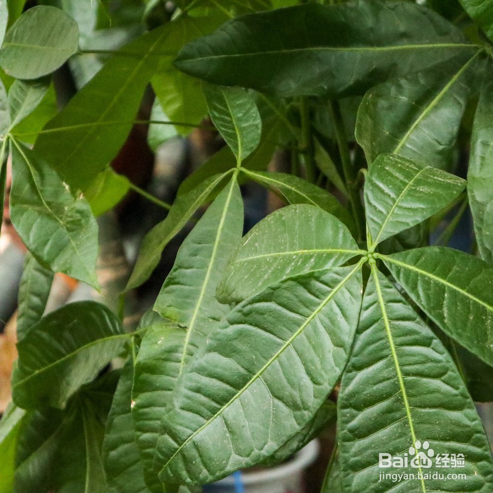 发财树怎样浇水才是正确的