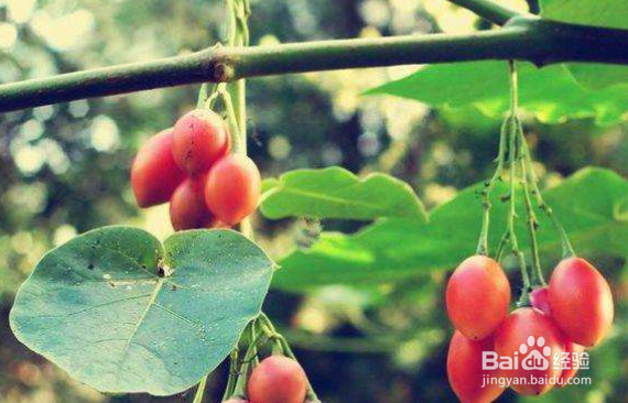 怎样种植树番茄