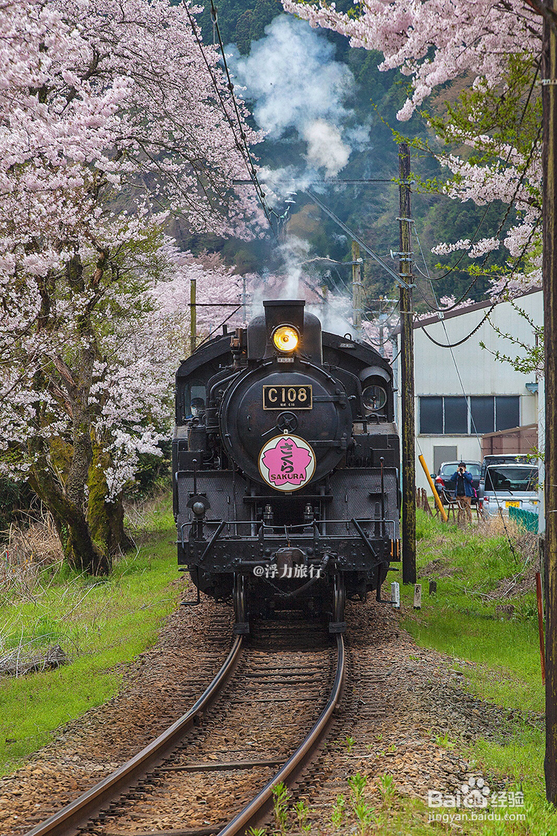 3月去日本赏樱,如何避免东京、京都等人山人海
