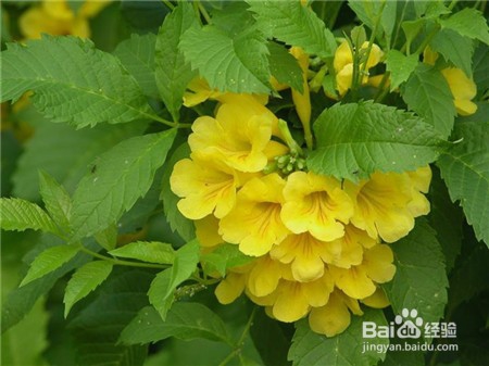 黄钟花的养殖及注意事项
