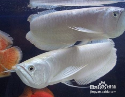 如何养好银龙鱼？