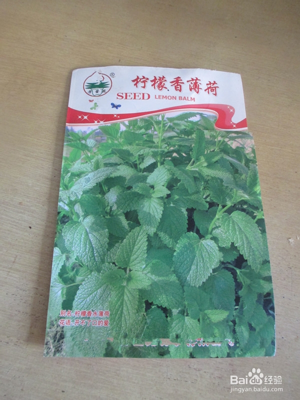冬日窗台小菜园——柠檬香薄荷