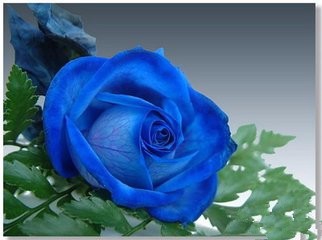 玫瑰有哪儿些品种类型