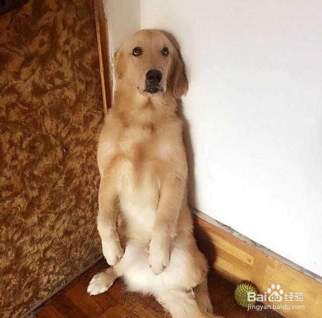 狗狗太闹腾了怎么办