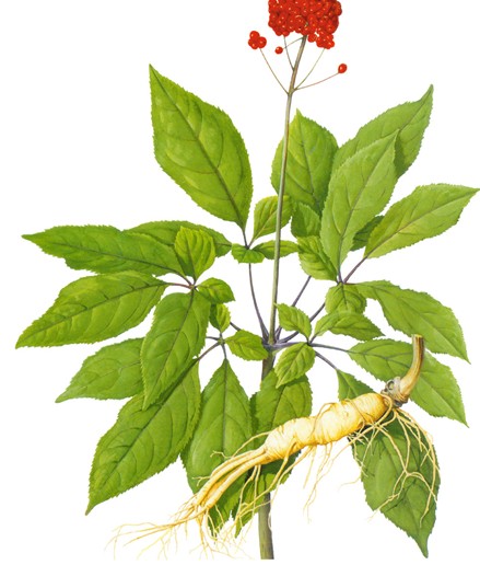 达州妇科专家告知人参服用有禁忌