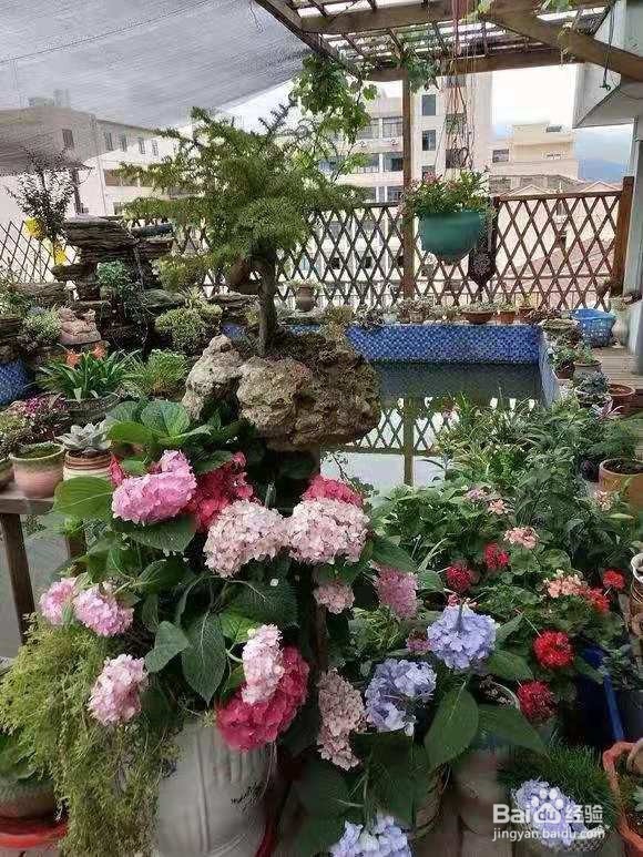 养花5大忌，你犯了几条？