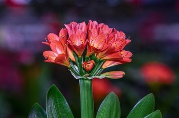 如何防止君子兰“夹箭”?