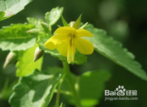 五种常见减肥食物，减肥速度超惊人