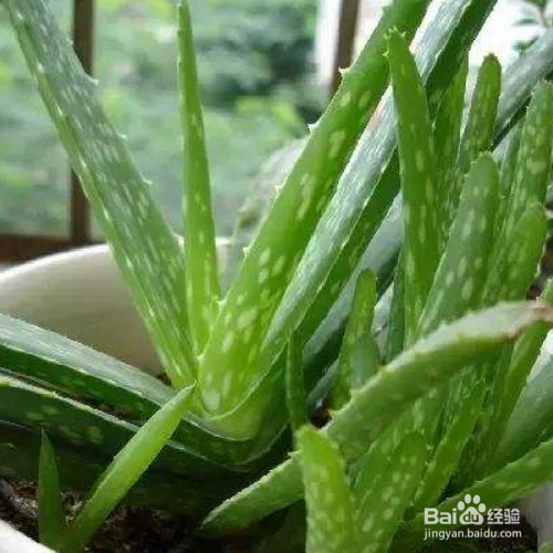 芦荟叶片看起很干该怎么解决？