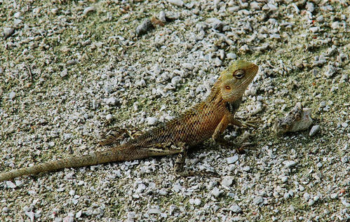 马尔代夫天堂岛Paradise Island旅游必读